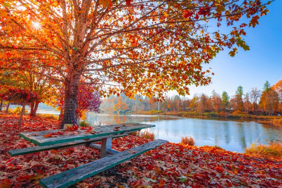 Herfst, het immuunsysteem en vitamine D