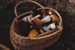7 eetbare voedingsmiddelen die je kan plukken in het bos (herfsteditie).